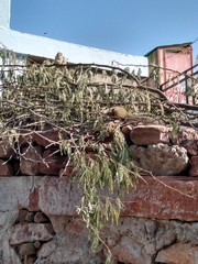 Funambulus pennantii