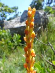 Disa chrysostachya