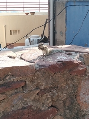 Funambulus pennantii