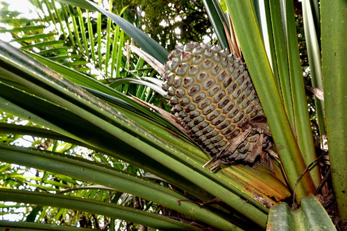 Pandanus pancheri observed 2025-10-04