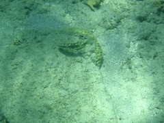 Halichoeres margaritaceus