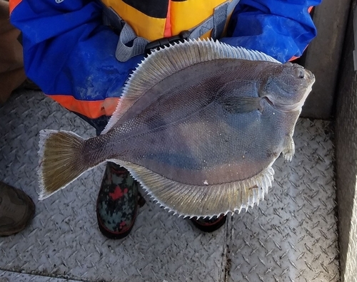 Yellowfin sole (Limanda aspera) — Pleuronectidae