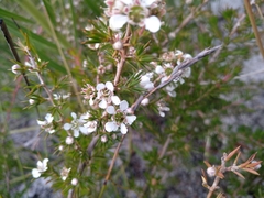 Leptospermum arachnoides