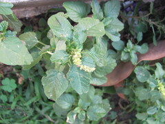 Tumbleweed (Amaranthus graecizans)