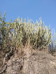 Euphorbia caducifolia