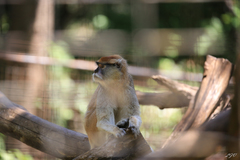 Erythrocebus