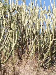 Euphorbia caducifolia