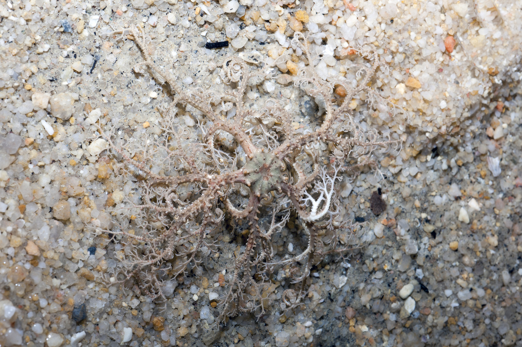Basket star