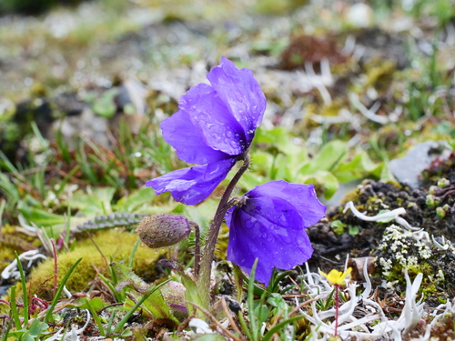 Meconopsis lancifolia, 2020-07-31