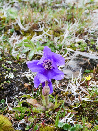 Meconopsis lancifolia, photograph 1