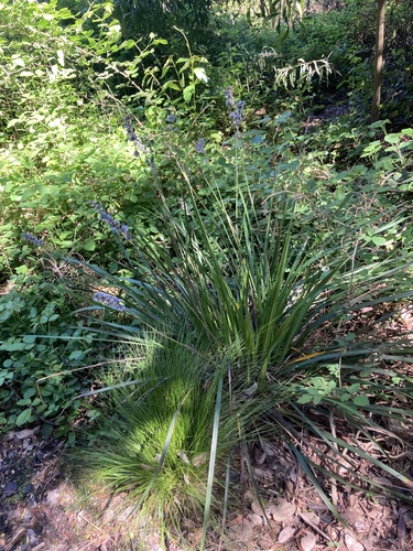 Libertia sessiliflora, photograph 2