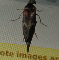 Tolidopalpus nitidocoma