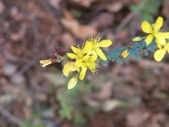 Hypericum thymifolium