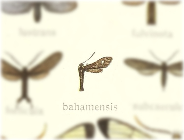 Setiodes nana