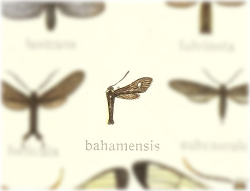 Setiodes nana
