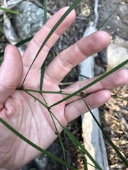 Daviesia wyattiana