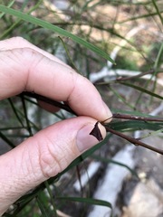 Daviesia wyattiana