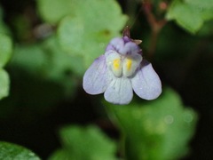 Cymbalaria muralis