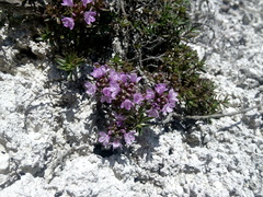 Thymus calcareus