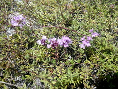 Thymus calcareus