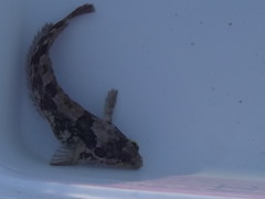 Clinus superciliosus