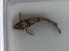 Clinus superciliosus