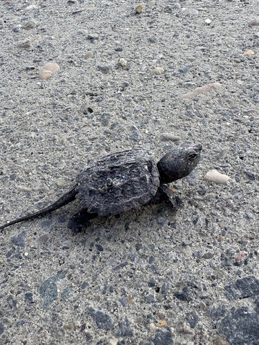 Chelydra serpentina
