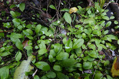 Myosotis tenericaulis