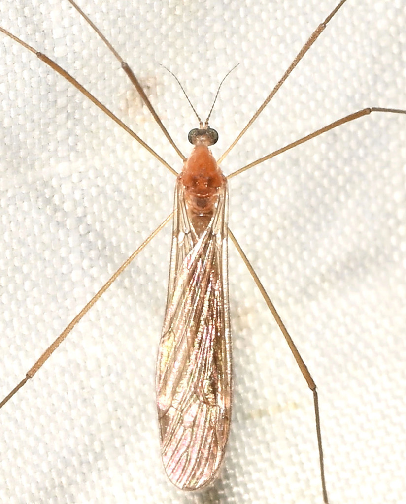 Pilaria vermontana