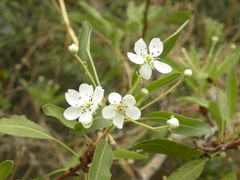 Pyrus syriaca