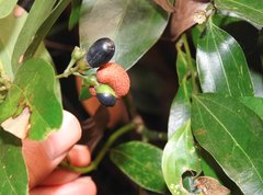 Clinoconidium sawadae