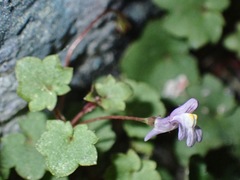 Cymbalaria muralis
