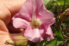 Calystegia sepium roseata