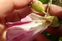 Calystegia sepium roseata