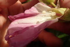 Calystegia sepium roseata