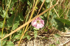 Calystegia sepium roseata