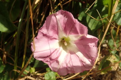 Calystegia sepium roseata