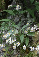Aster ageratoides ageratoides