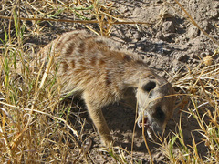 Suricata suricatta