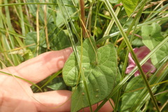 Calystegia sepium roseata