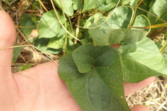 Calystegia sepium roseata