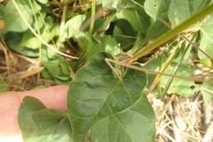 Calystegia sepium roseata
