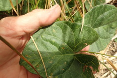 Calystegia sepium roseata