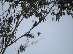 Cuculus clamosus clamosus