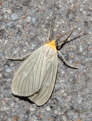 Agaraea