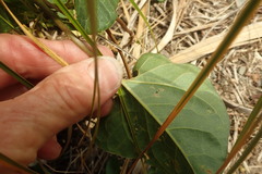 Calystegia sepium roseata