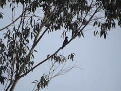 Cuculus clamosus clamosus