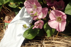 Calystegia sepium roseata