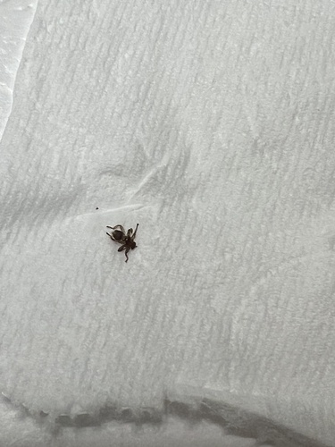 Unknown species found near Gallows Hill Rd, Redding, CT, US