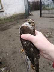 Accipiter nisus